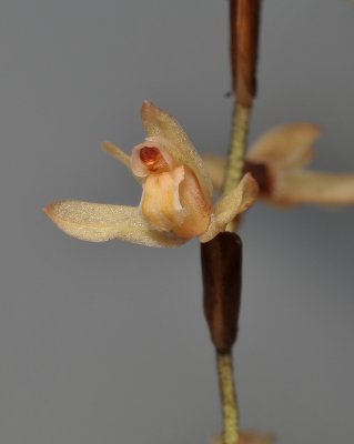 Coelogyne genuflexa. Close-up.