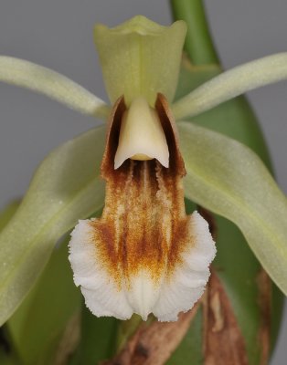 Coelogyne tommii. Close-up.