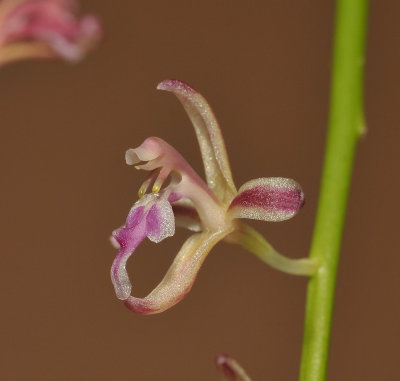 Acriopsis liliifolia. Close-up.