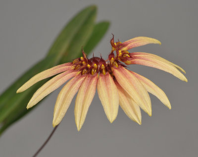 Bulbophyllum brevibrachiatum.