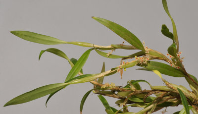 Bulbophyllum savaiense ssp. subcubicum.