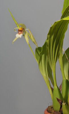 Coelogyne rumphii.