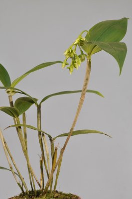Dendrobium crassilabium.