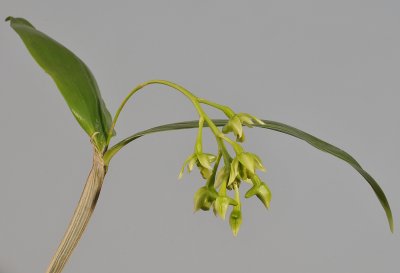 Dendrobium crassilabium. Closer.