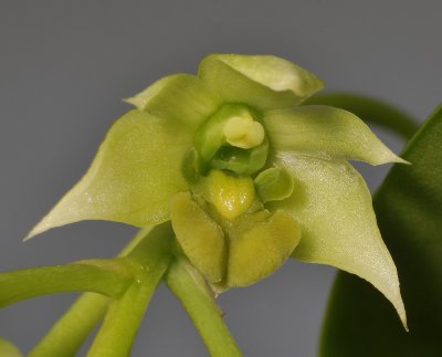 Dendrobium crassilabium. Close-up.