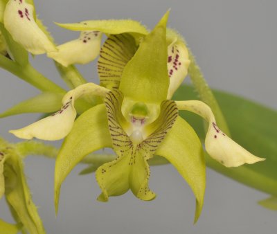 Dendrobium macrophyllum (var. veitchianum). Close-up.