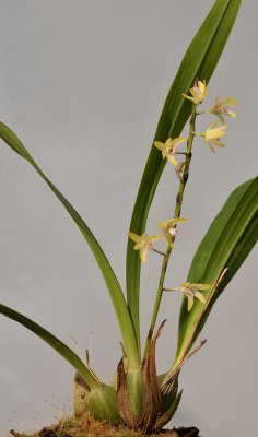 Eria sp.