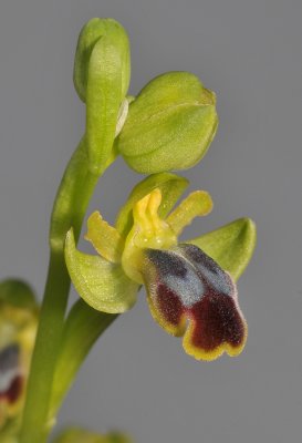 Ophrys fusca subsp. cinereophila