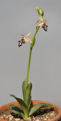 Ophrys kotschyi subsp. cretica.