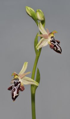 Ophrys kotschyi subsp. cretica. Closer.