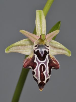 Ophrys kotschyi subsp. cretica. Close-up.