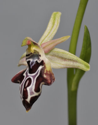 Ophrys kotschyi subsp. cretica. Close-up.