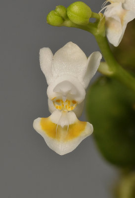 Phalaenopsis gibbosa. Close-up.