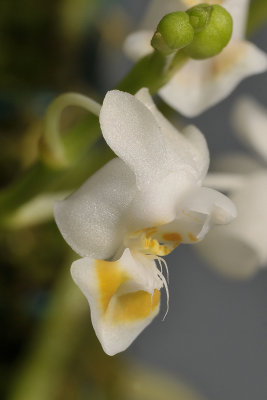 Phalaenopsis gibbosa. Close-up. Side.