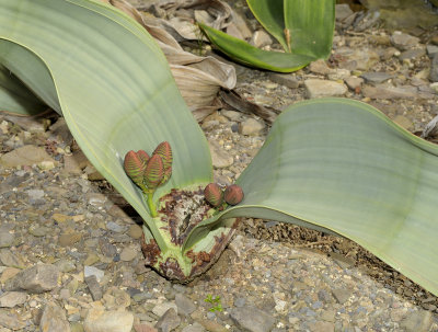 Welwitschia mirabilis female.