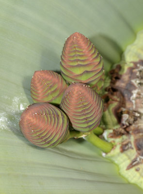 Welwitschia mirabilis female cones.