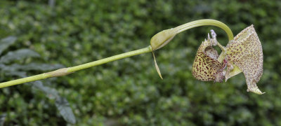 Coryanthes wenzeliana.