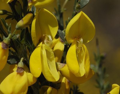 Cytisus scoparius.