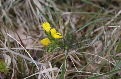 Genista anglica.