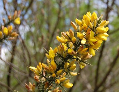 Ulex europeus.