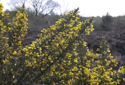 Ulex europeus.