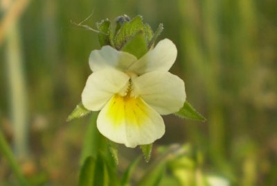 Viola arvensis.
