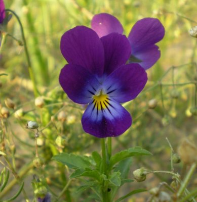Viola tricolor.