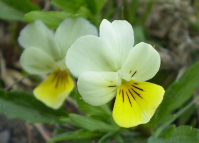 Viola tricolor Yellow or  V. x contempta?