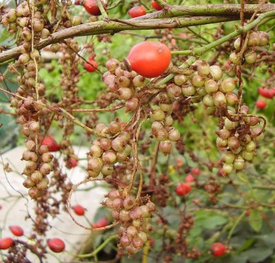 Custcuta lupuliformis with fruits in a rose bush