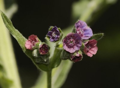 Cynoglossum officinale. Flowers close up.