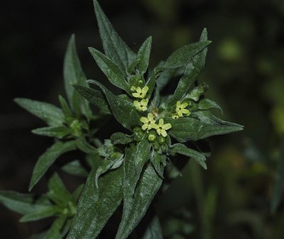 Lithospermum oficinale.