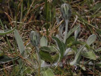 Hieracium pilosella.  In bud.