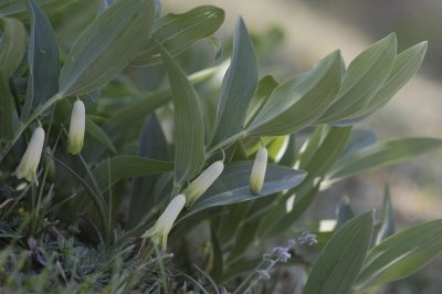 Polygonatum odoratum. Dwarfed plants.