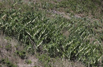 Polygonatum odoratum. Colony.