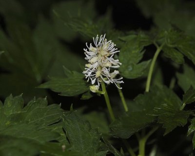 Actaea spicata.