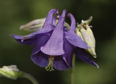 Aquilegia vulgaris. Close-up