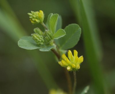 Trifolium dubium