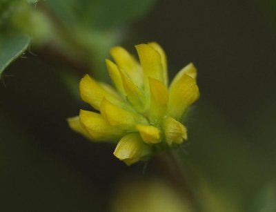 Trifolium dubium. Close-up.