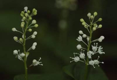Maianthemum bifolium. Close-up.