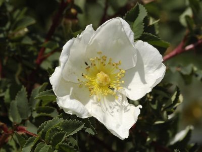 Rosa pimpinellifolia. Close-up.