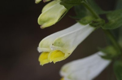 Melampyrum pratense. Close-up.