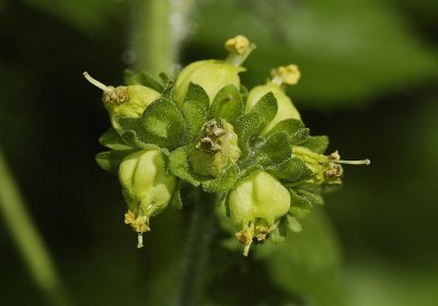 Scrophularia vernalis. Flowers close-up.