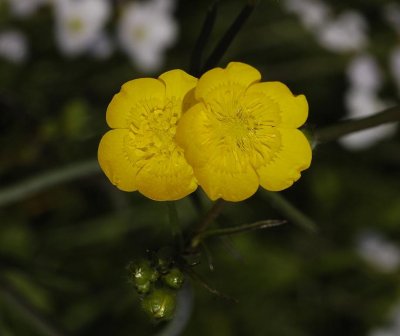 Ranunculus repens