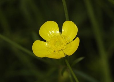 Ranunculus acris.