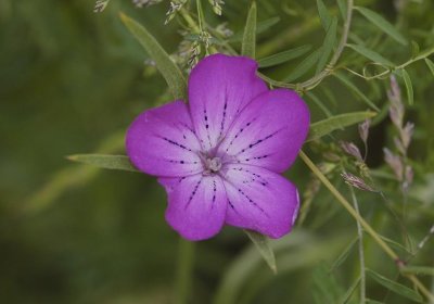 Agrostemma githago. Flower.