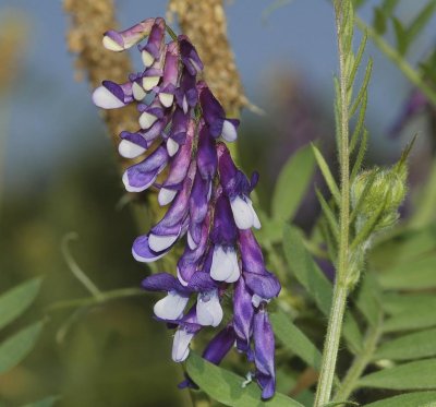 Vicia villosa. Flowers close-up