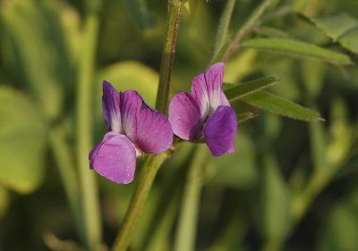 Vicia sativa close up.