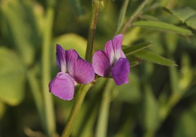 Vicia sativa close up.