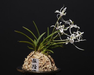 Neofinetia falcata 'Shunkyuuden'.