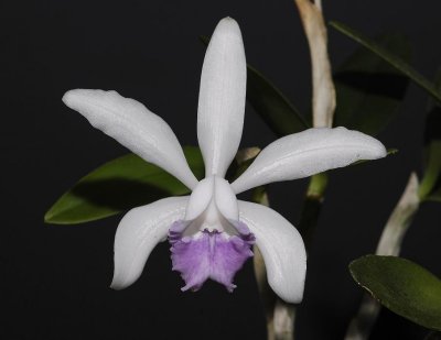 Cattleya intermedia orlata coerulea.